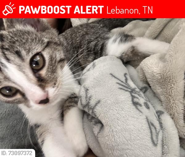 Lost Male Cat last seen Hazelwood Pike, Lebanon, TN 37087