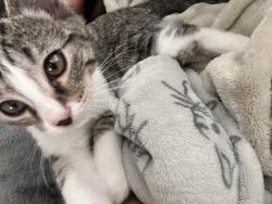 Lost Male Cat last seen Hazelwood Pike, Lebanon, TN 37087