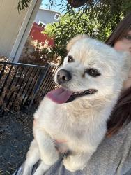 Found/Stray Male Dog last seen Junction, Livermore, CA 94551