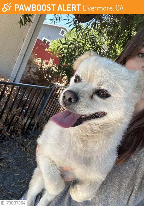Found/Stray Male Dog last seen Junction, Livermore, CA 94551