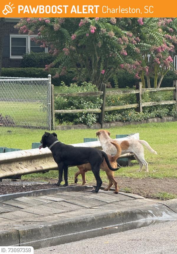 Found/Stray Unknown Dog last seen Bream and Chantilly Lane, Charleston, SC 29418