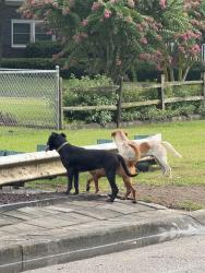 Found/Stray Unknown Dog last seen Bream and Chantilly Lane, Charleston, SC 29418