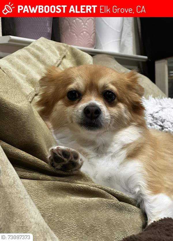 Lost Female Dog last seen Coop Dr and Claudied Way, Elk Grove, CA 95757