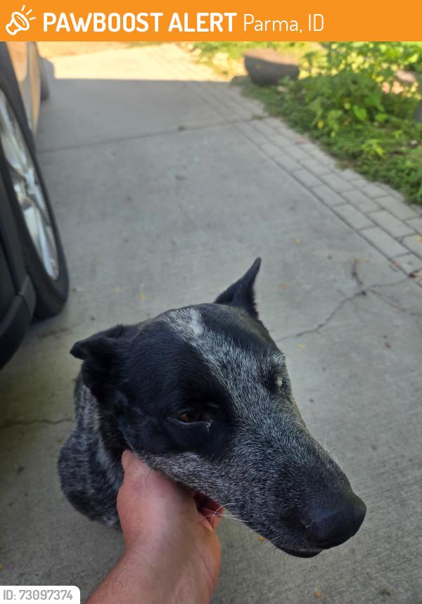 Found/Stray Female Dog last seen Howe rd, Parma, ID 83660