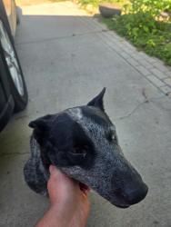 Found/Stray Female Dog last seen Howe rd, Parma, ID 83660
