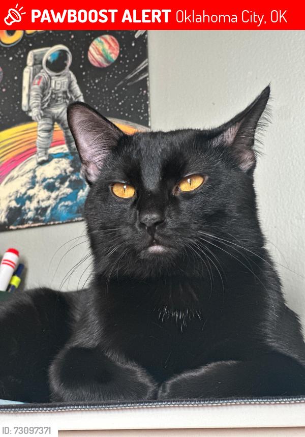 Lost Male Cat last seen Gas station, Oklahoma City, OK 73159