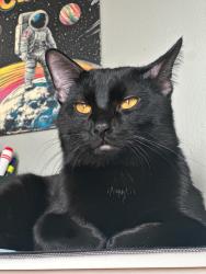 Lost Male Cat last seen Gas station, Oklahoma City, OK 73159