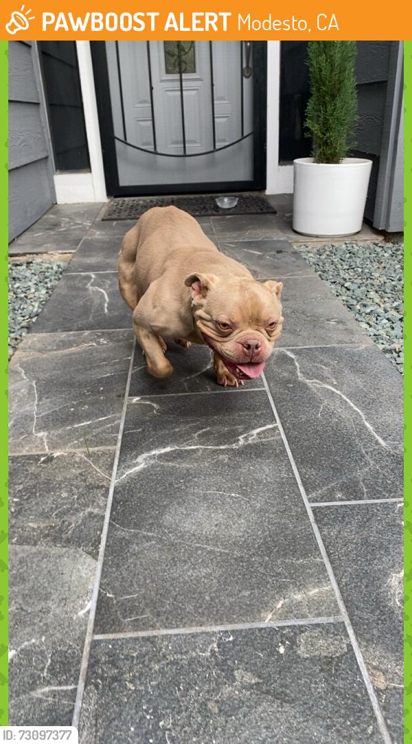 Found/Stray Unknown Dog last seen La Loma area, Modesto, CA 95354
