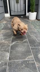 Found/Stray Unknown Dog last seen La Loma area, Modesto, CA 95354