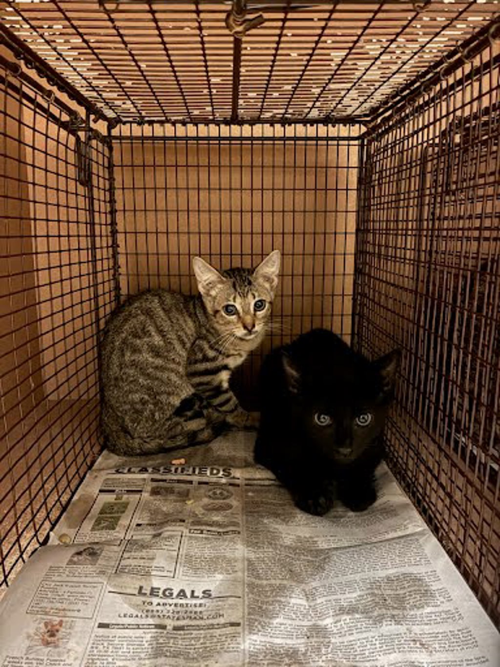 Shelter Stray Male Cat last seen Near Wheless Cove, AUSTIN, TX, 78723, 7201 Levander Loop bldg a, Austin, TX 78702, USA