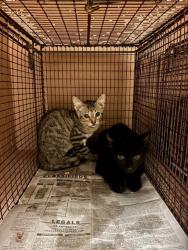 Shelter Stray Male Cat last seen Near Wheless Cove, AUSTIN, TX, 78723, 7201 Levander Loop bldg a, Austin, TX 78702, USA