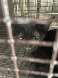 Shelter Stray Unknown Cat last seen Near Grand Avenue Parkway, AUSTIN, TX, 78728, 7201 Levander Loop bldg a, Austin, TX 78702, USA