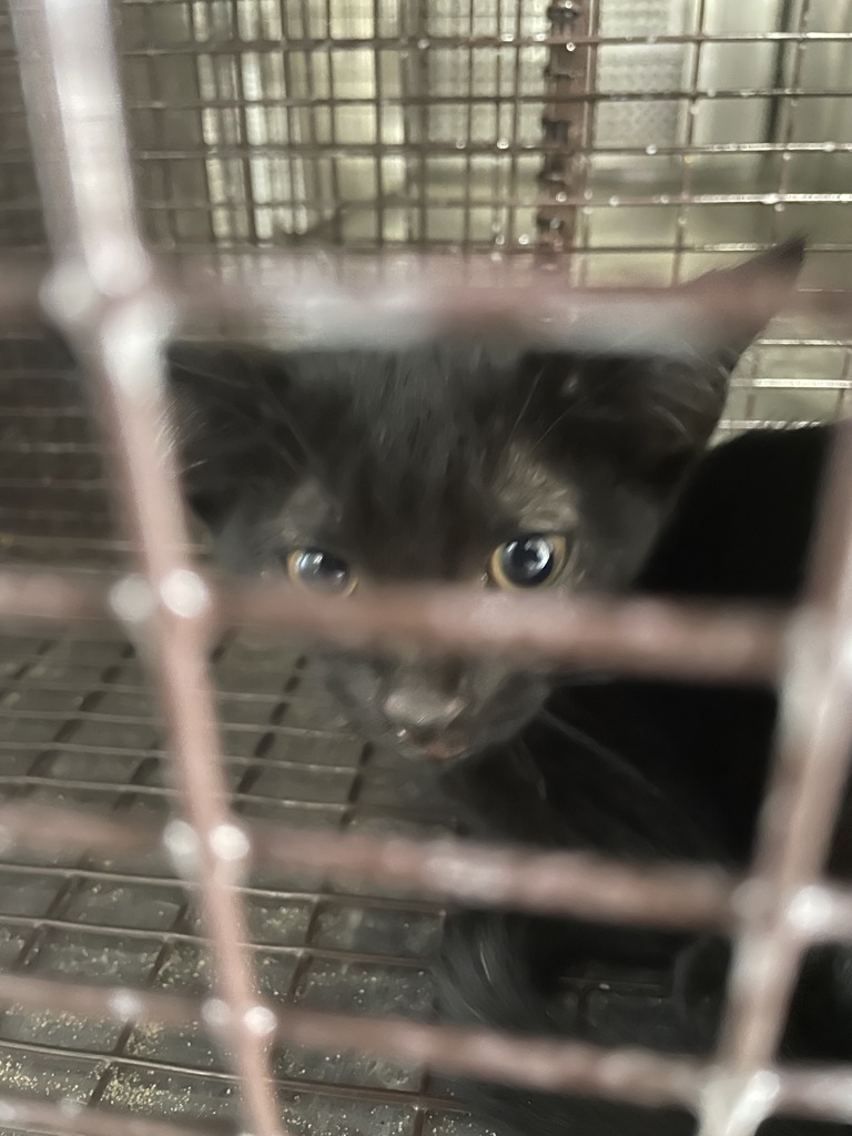 Shelter Stray Unknown Cat last seen Near Grand Avenue Parkway, AUSTIN, TX, 78728, 7201 Levander Loop bldg a, Austin, TX 78702, USA