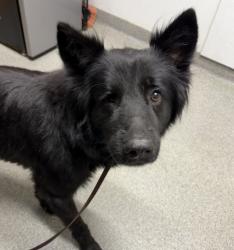 Shelter Stray Female Dog last seen Valley Center Road, Rincon, CA, 92082, Escondido, CA 92027, USA