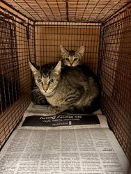Shelter Stray Female Cat last seen Near Wheless Cove, AUSTIN, TX, 78723, 7201 Levander Loop bldg a, Austin, TX 78702, USA