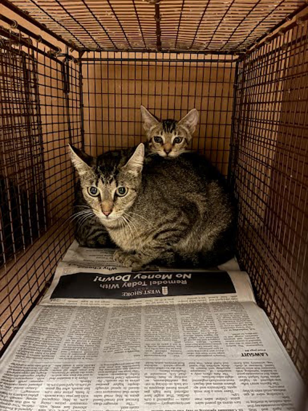 Shelter Stray Female Cat last seen Near Wheless Cove, AUSTIN, TX, 78723, 7201 Levander Loop bldg a, Austin, TX 78702, USA