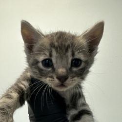 Shelter Stray Female Cat last seen Airway Road, San Diego, CA, 92154, 5500 Gaines St, San Diego, CA 92110, USA