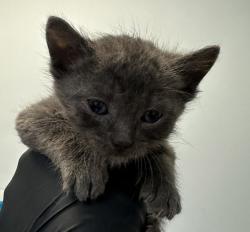 Shelter Stray Male Cat last seen Airway Road, San Diego, CA, 92154, 5500 Gaines St, San Diego, CA 92110, USA