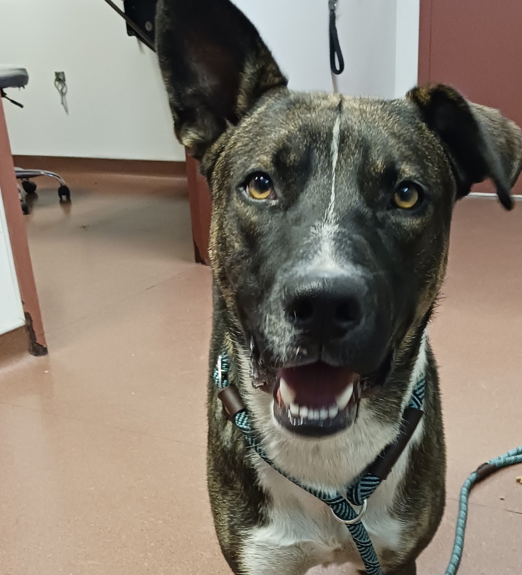 Shelter Stray Male Dog last seen Near San Leandro Boulevard, SAN LEANDRO, CA, 94577, 8323 Baldwin St, Oakland, CA 94621, USA