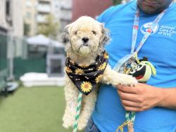 Shelter Stray Female Dog last seen Near E 224 Street, BRONX, NY, 10466, 326 E 110th St, New York, NY 10029, USA