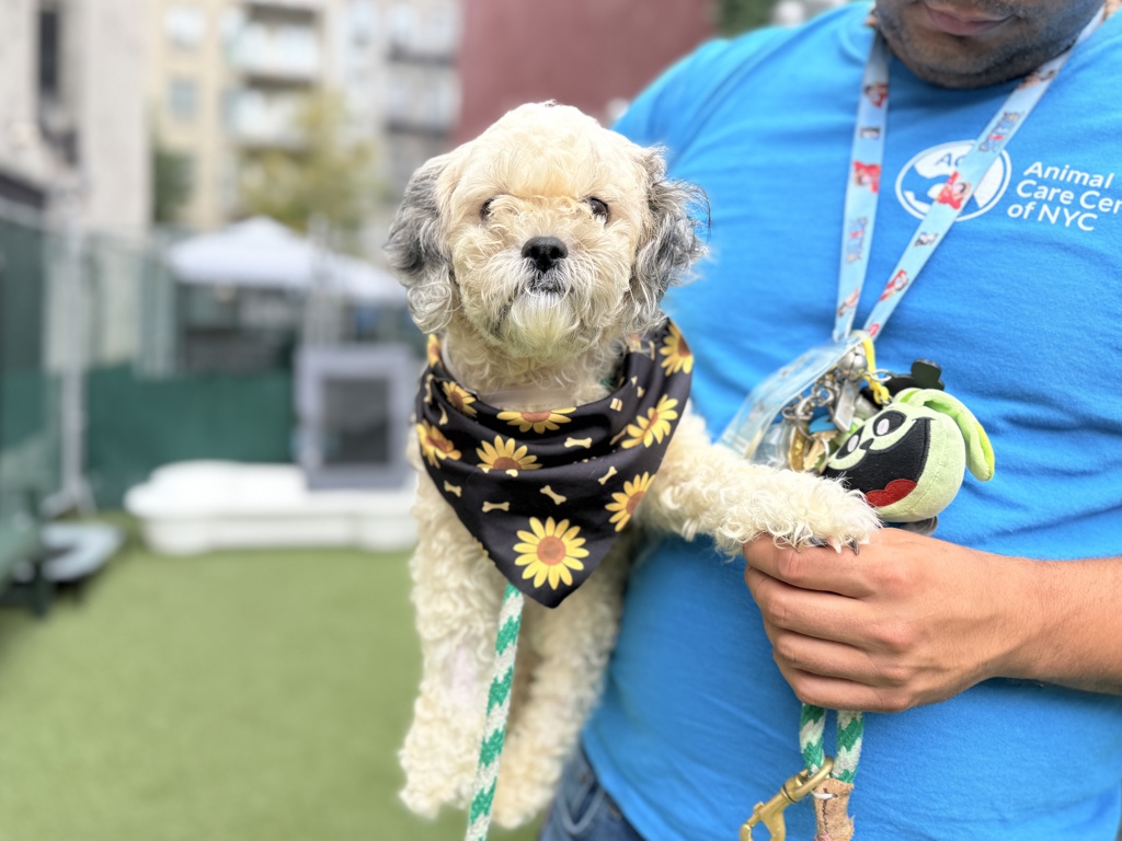 Shelter Stray Female Dog last seen Near E 224 Street, BRONX, NY, 10466, 326 E 110th St, New York, NY 10029, USA