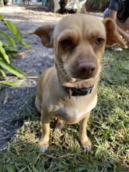Reunited Female Dog last seen Clarke ave Melbourne Fl, Melbourne, FL 32935