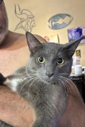 Found/Stray Male Cat last seen Crismon and Apache Trail, Mesa, AZ 85208