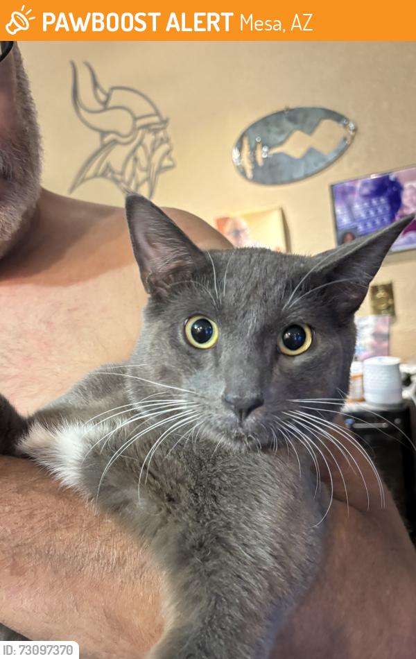 Found/Stray Male Cat last seen Crismon and Apache Trail, Mesa, AZ 85208