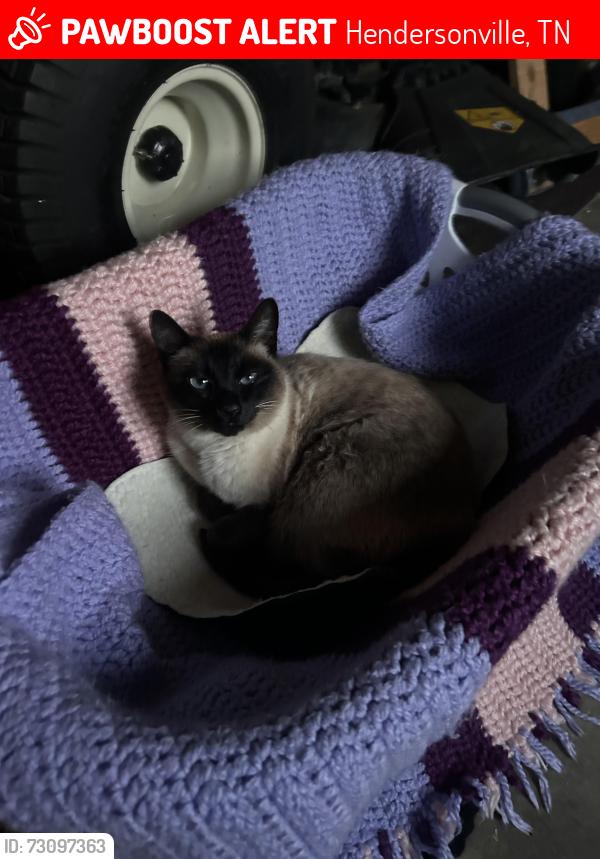 Lost Female Cat last seen Lakeside Park Dr. and Walnut Trace, Hendersonville, TN 37075