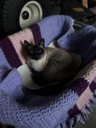 Lost Female Cat last seen Lakeside Park Dr. and Walnut Trace, Hendersonville, TN 37075