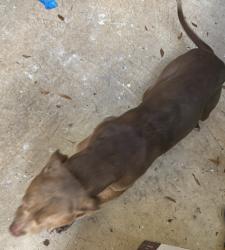 Reunited Male Dog last seen Stewart Ln/ Old Eustis , Mount Dora, FL 32757