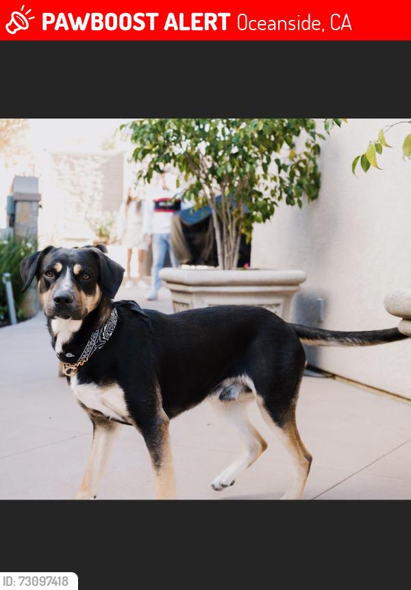 Lost Male Dog last seen Capistrano Dr san rafael Dr, Oceanside, CA 92058