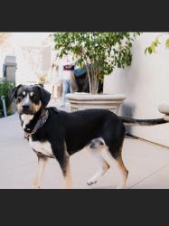 Lost Male Dog last seen Capistrano Dr san rafael Dr, Oceanside, CA 92058