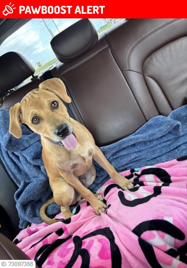 Found/Stray Male Dog last seen Fm 803, Cameron County, TX 78586