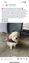 Lost Male Dog last seen Antioch ca, Antioch, CA 94509