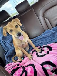 Found/Stray Male Dog last seen Fm 803, Cameron County, TX 78586