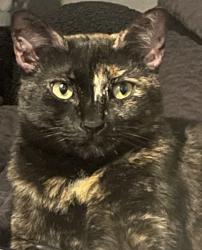Lost Female Cat last seen Johnson Rd & Trails End Rd, Leander, TX 78641