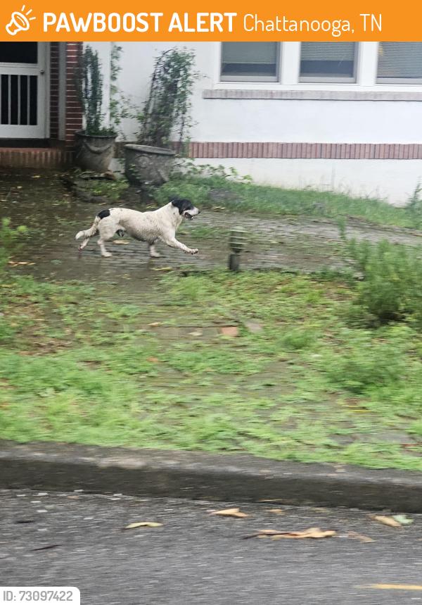 Found/Stray Unknown Dog last seen Belvoir, Chattanooga, TN 37411