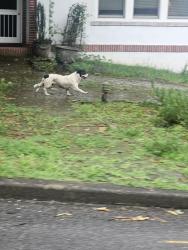 Found/Stray Unknown Dog last seen Belvoir, Chattanooga, TN 37411