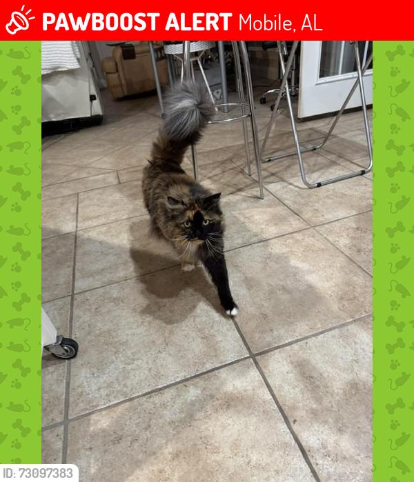 Lost Female Cat last seen MaryKnoll Subdivision, Mobile, AL 36695