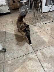 Lost Female Cat last seen MaryKnoll Subdivision, Mobile, AL 36695