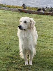 Lost Male Dog last seen Pilchuck School of Glass, Pilchuck, WA 98223