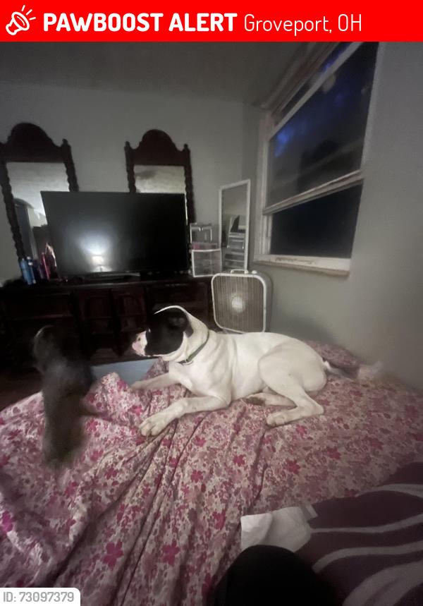 Lost Male Dog last seen Richard mega mall, Groveport, OH 43125