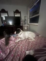 Lost Male Dog last seen Richard mega mall, Groveport, OH 43125