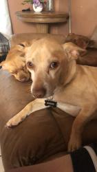 Reunited Male Dog last seen Clarke ave Melbourne Fl, Melbourne, FL 32935