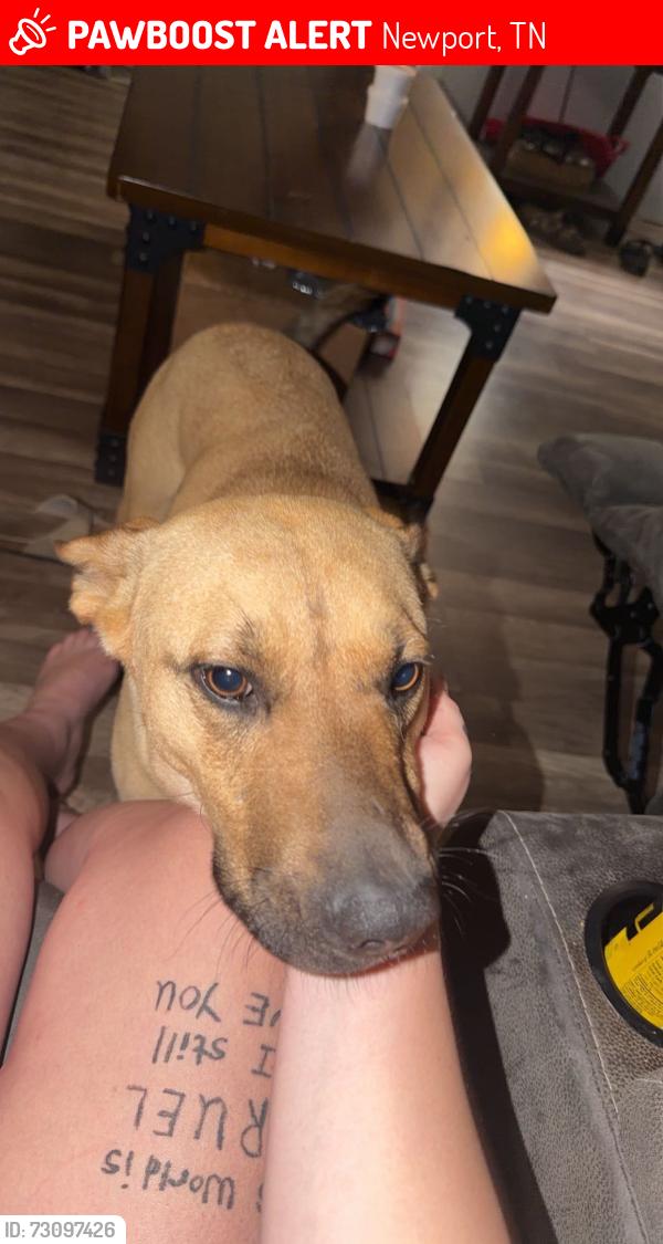Lost Female Dog last seen Open door church by 411, Newport, TN 37821