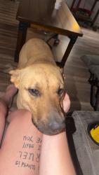 Lost Female Dog last seen Open door church by 411, Newport, TN 37821
