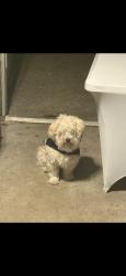 Reunited Male Dog last seen Smart and final, Antioch, CA 94509