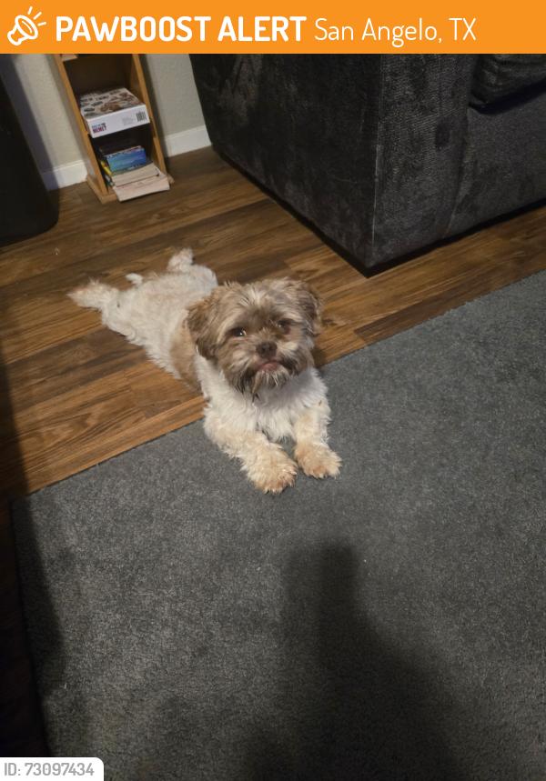 Found/Stray Male Dog last seen Food king, San Angelo, TX 76903
