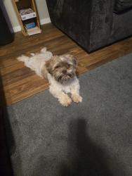 Found/Stray Male Dog last seen Food king, San Angelo, TX 76903